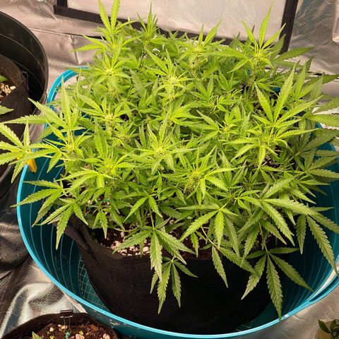 Gorilla Glue #4 x Tangie (Blue) growlog timeline photo