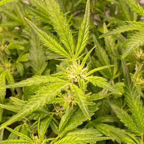 Gorilla Glue #4 x Tangie (Blue) growlog photo: First signs of frost on leaves