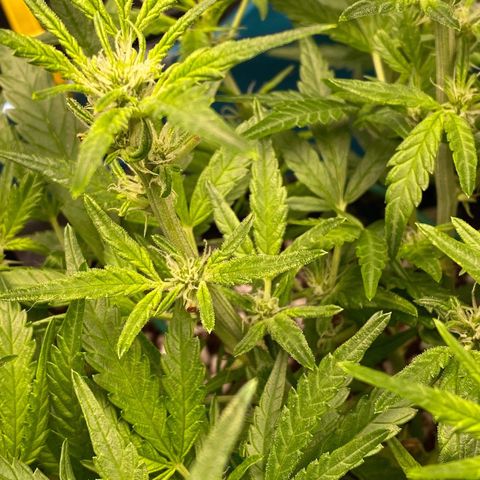 Gorilla Glue #4 x Tangie (Blue) growlog photo: First signs of frost on leaves