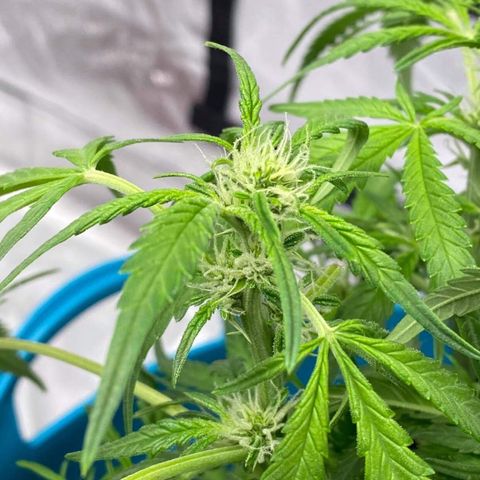 Gorilla Glue #4 x Tangie (Blue) growlog timeline photo