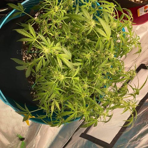 Gorilla Glue #4 x Tangie (Blue) growlog timeline photo
