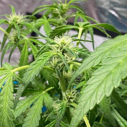 Gorilla Glue #4 x Tangie (Blue) growlog timeline photo