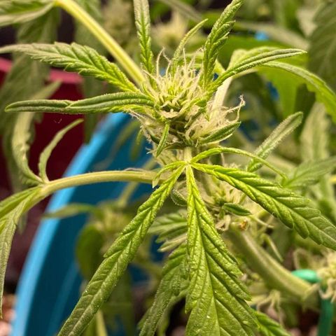 Gorilla Glue #4 x Tangie (Blue) growlog timeline photo