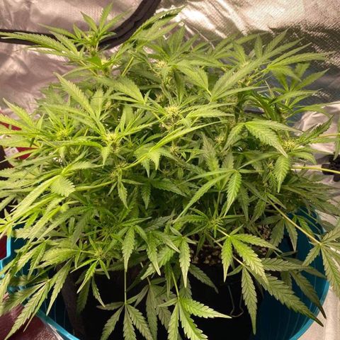 Gorilla Glue #4 x Tangie (Blue) growlog photo: Before trim