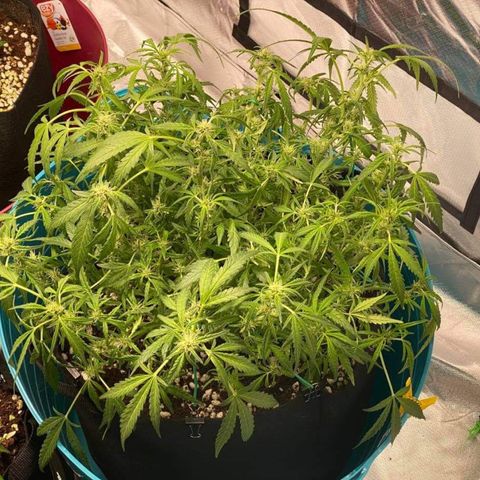 Gorilla Glue #4 x Tangie (Blue) growlog timeline photo
