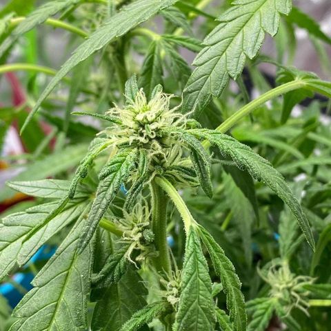 Gorilla Glue #4 x Tangie (Blue) growlog timeline photo