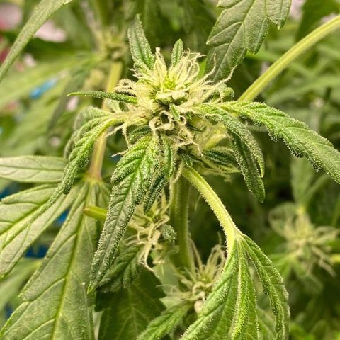 Gorilla Glue #4 x Tangie (Blue) growlog timeline photo