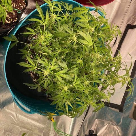 Gorilla Glue #4 x Tangie (Blue) growlog timeline photo