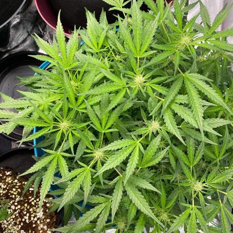 Gorilla Glue #4 x Tangie (Blue) growlog photo: Before trim