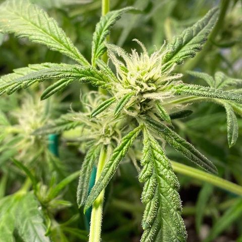 Gorilla Glue #4 x Tangie (Blue) growlog timeline photo