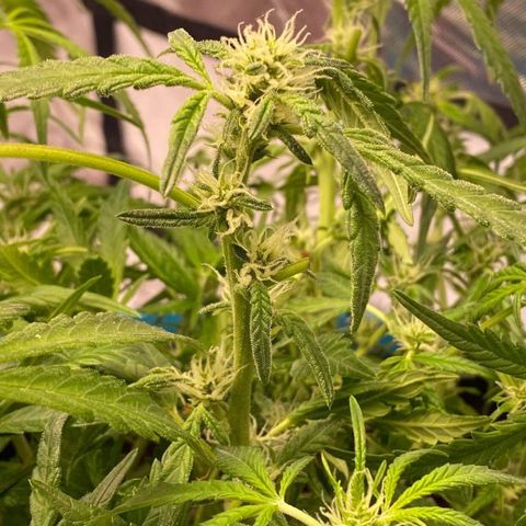 Gorilla Glue #4 x Tangie (Blue) growlog timeline photo