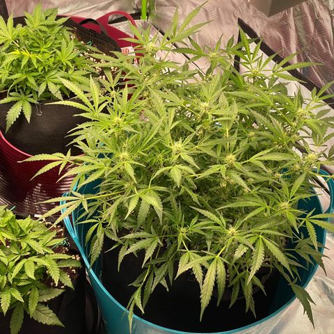 Gorilla Glue #4 x Tangie (Blue) growlog timeline photo