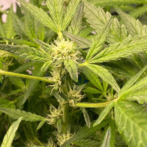 Gorilla Glue #4 x Tangie (Blue) growlog timeline photo