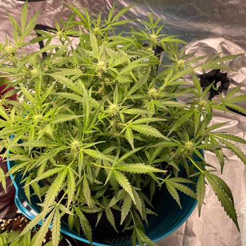 Gorilla Glue #4 x Tangie (Blue) growlog timeline photo