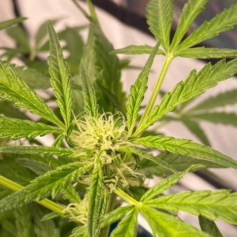 Gorilla Glue #4 x Tangie (Blue) growlog timeline photo