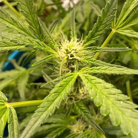 Gorilla Glue #4 x Tangie (Blue) growlog timeline photo