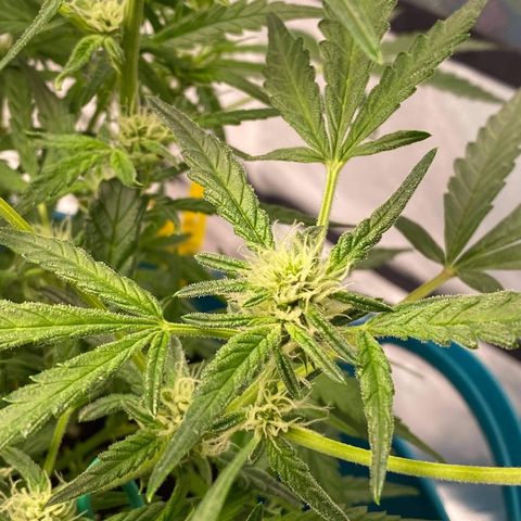 Gorilla Glue #4 x Tangie (Blue) growlog timeline photo