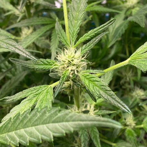 Gorilla Glue #4 x Tangie (Blue) growlog timeline photo