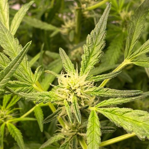 Gorilla Glue #4 x Tangie (Blue) growlog timeline photo