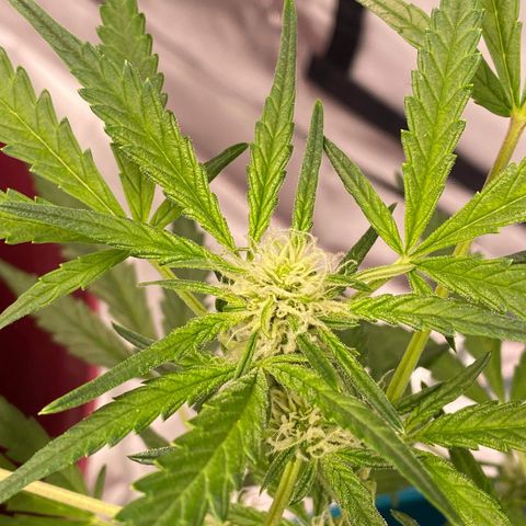 Gorilla Glue #4 x Tangie (Blue) growlog timeline photo