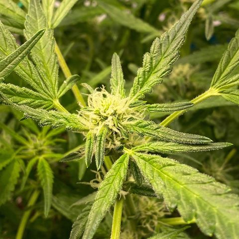 Gorilla Glue #4 x Tangie (Blue) growlog timeline photo