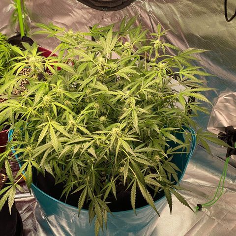 Gorilla Glue #4 x Tangie (Blue) growlog timeline photo