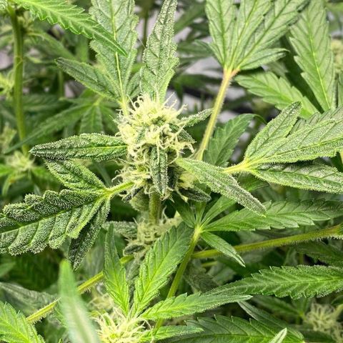 Gorilla Glue #4 x Tangie (Blue) growlog timeline photo