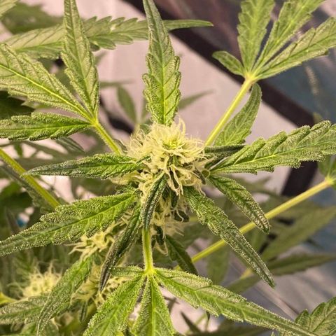 Gorilla Glue #4 x Tangie (Blue) growlog timeline photo