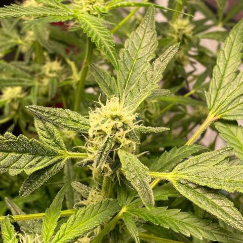 Gorilla Glue #4 x Tangie (Blue) growlog timeline photo