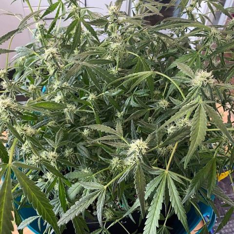 Gorilla Glue #4 x Tangie (Blue) growlog timeline photo