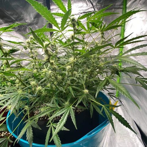 Gorilla Glue #4 x Tangie (Blue) growlog timeline photo