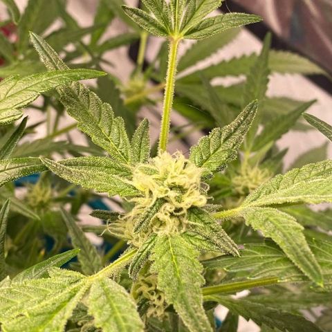 Gorilla Glue #4 x Tangie (Blue) growlog timeline photo