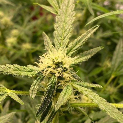 Gorilla Glue #4 x Tangie (Blue) growlog timeline photo