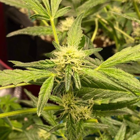 Gorilla Glue #4 x Tangie (Blue) growlog timeline photo