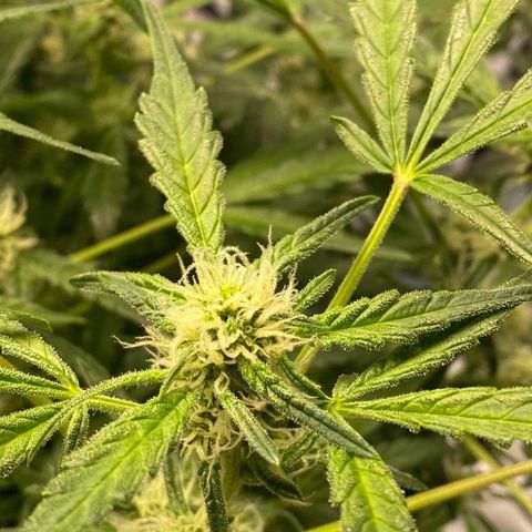 Gorilla Glue #4 x Tangie (Blue) growlog timeline photo