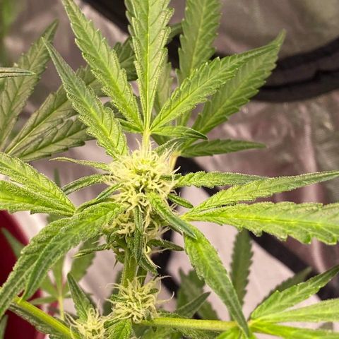 Gorilla Glue #4 x Tangie (Blue) growlog timeline photo