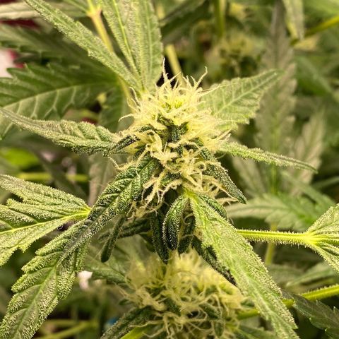 Gorilla Glue #4 x Tangie (Blue) growlog timeline photo