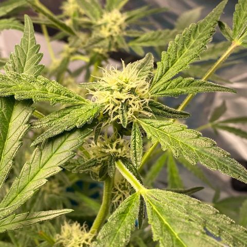 Gorilla Glue #4 x Tangie (Blue) growlog timeline photo