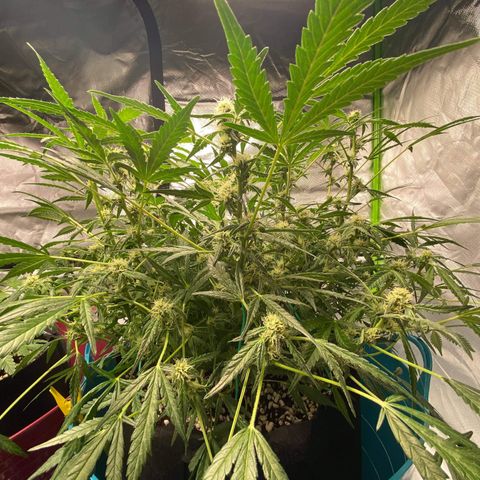 Gorilla Glue #4 x Tangie (Blue) growlog timeline photo