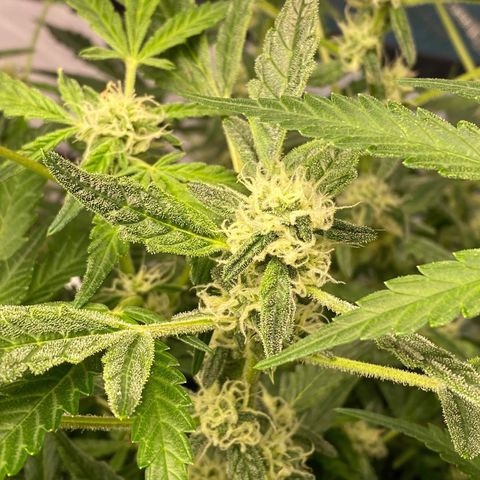 Gorilla Glue #4 x Tangie (Blue) growlog timeline photo