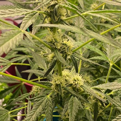 Gorilla Glue #4 x Tangie (Blue) growlog timeline photo