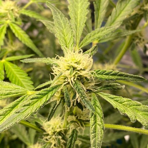 Gorilla Glue #4 x Tangie (Blue) growlog timeline photo