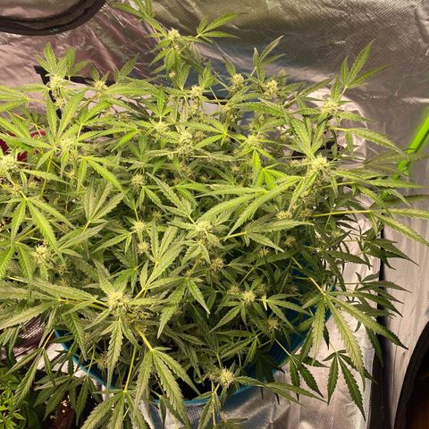 Gorilla Glue #4 x Tangie (Blue) growlog timeline photo