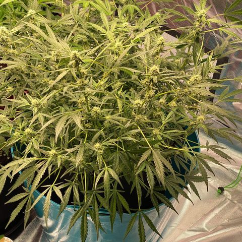 Gorilla Glue #4 x Tangie (Blue) growlog timeline photo