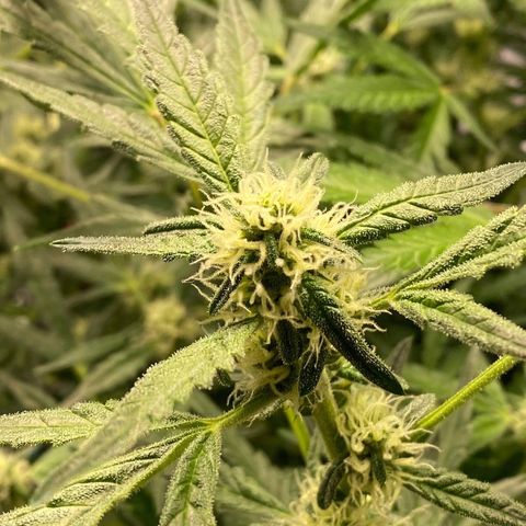 Gorilla Glue #4 x Tangie (Blue) growlog timeline photo