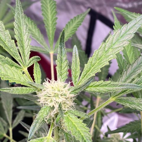 Gorilla Glue #4 x Tangie (Blue) growlog timeline photo