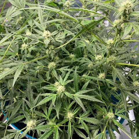 Gorilla Glue #4 x Tangie (Blue) growlog timeline photo