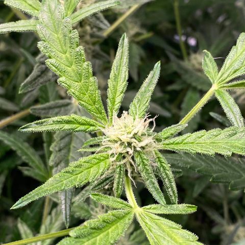 Gorilla Glue #4 x Tangie (Blue) growlog timeline photo