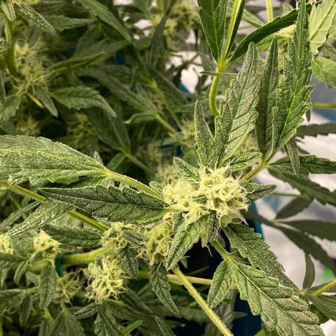 Gorilla Glue #4 x Tangie (Blue) growlog timeline photo