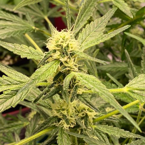 Gorilla Glue #4 x Tangie (Blue) growlog timeline photo